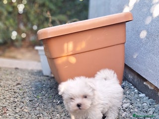 Bichón Maltés perros Bichón maltés - Anuncio 1