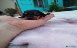 Teckel Miniatura perros en venta: Teckel mini  - Imagen 2