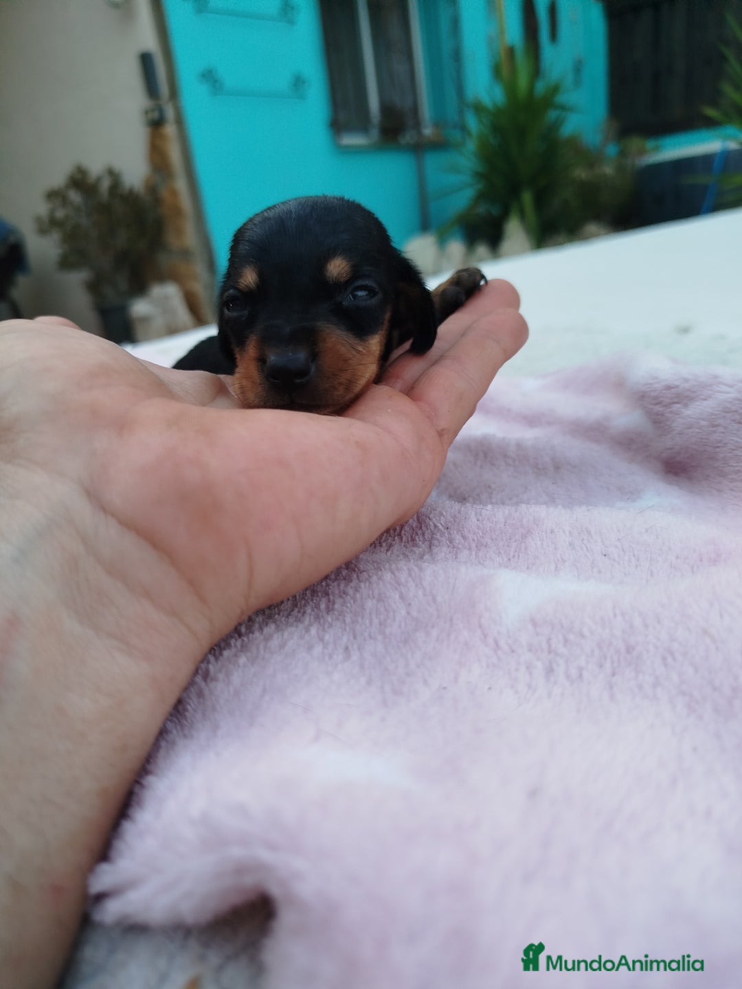 Teckel Miniatura perros en venta: Teckel mini  - Imagen 2