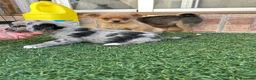 Pomchi perros en venta: Cruzaditos de chihuahua y pomerania  - Anuncio 16