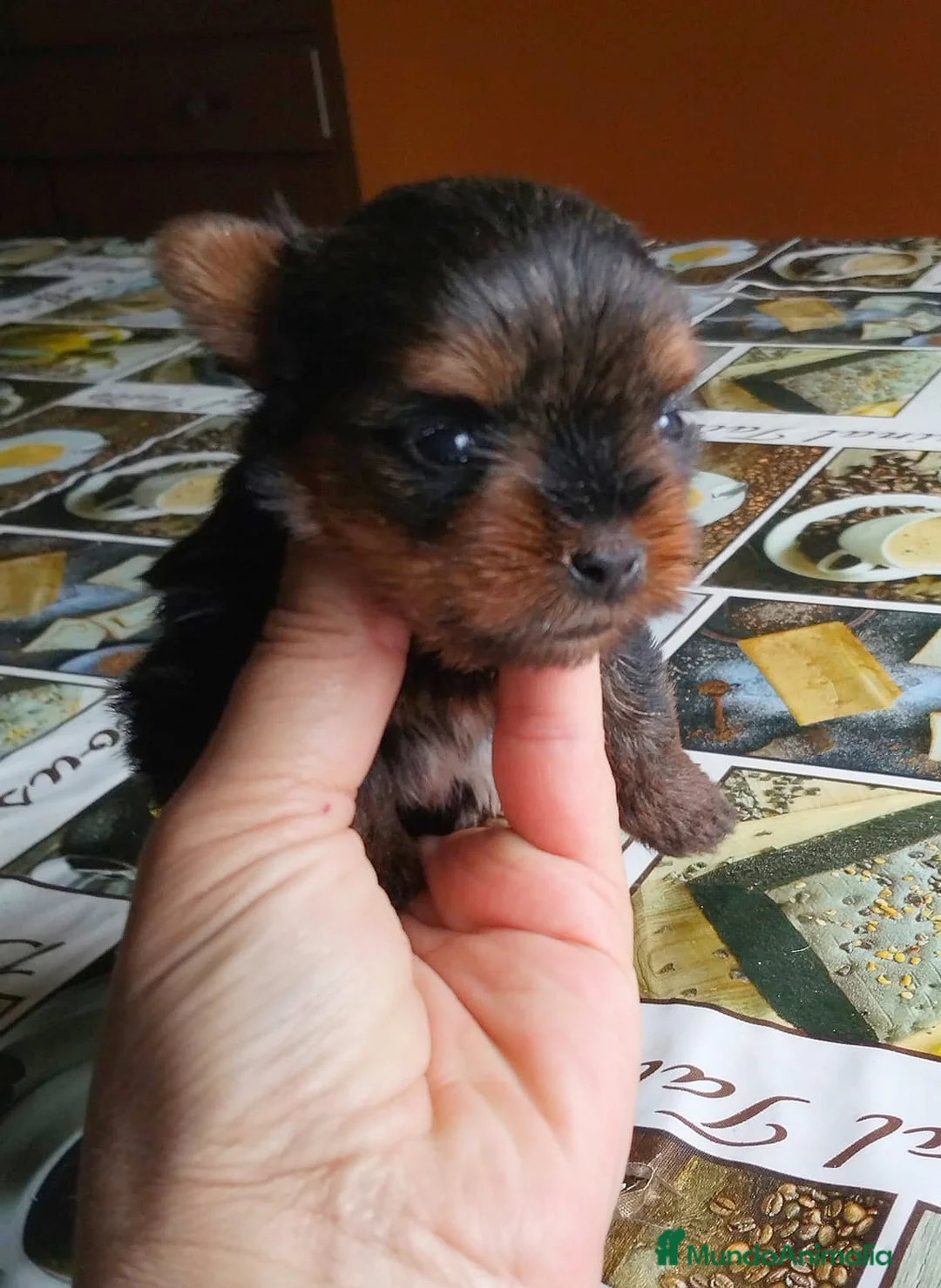 Yorkshire Terrier perros en venta: Yorkshire Terrier  - Anuncio 6