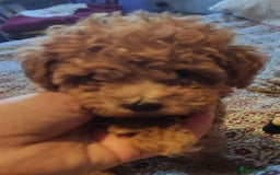 Caniche Toy perros en venta: Caniche toy rojo  - Imagen 1