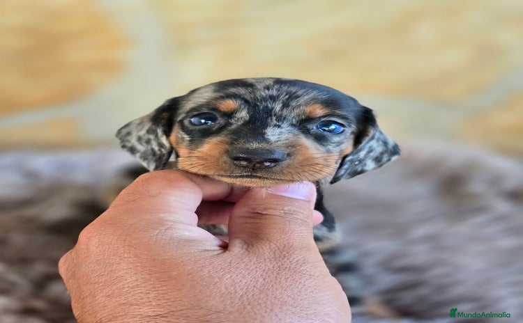 Teckel Miniatura perros - Propaganda 4