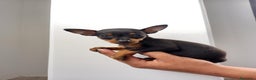 Pinscher Miniatura perros en venta: Pinscher Toy !!!!  en Ciudad Real - Anuncio 5