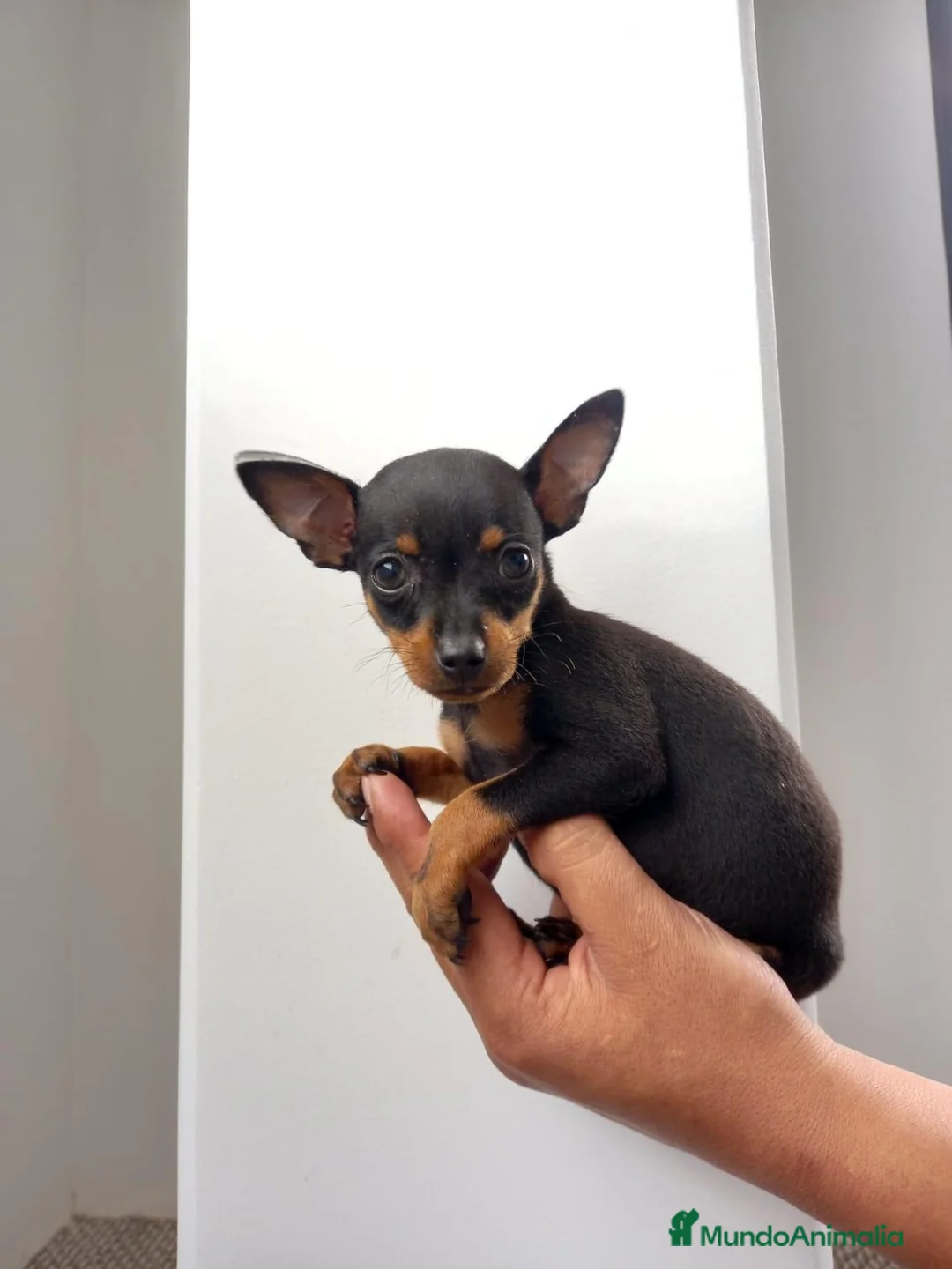 Pinscher Miniatura perros en venta: Pinscher Toy !!!!  en Ciudad Real - Anuncio 5