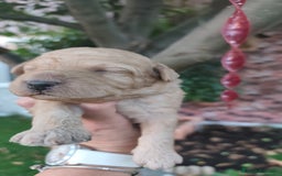 Perro de Agua Español perros en venta: Camada de perros de agua - Imagen 3