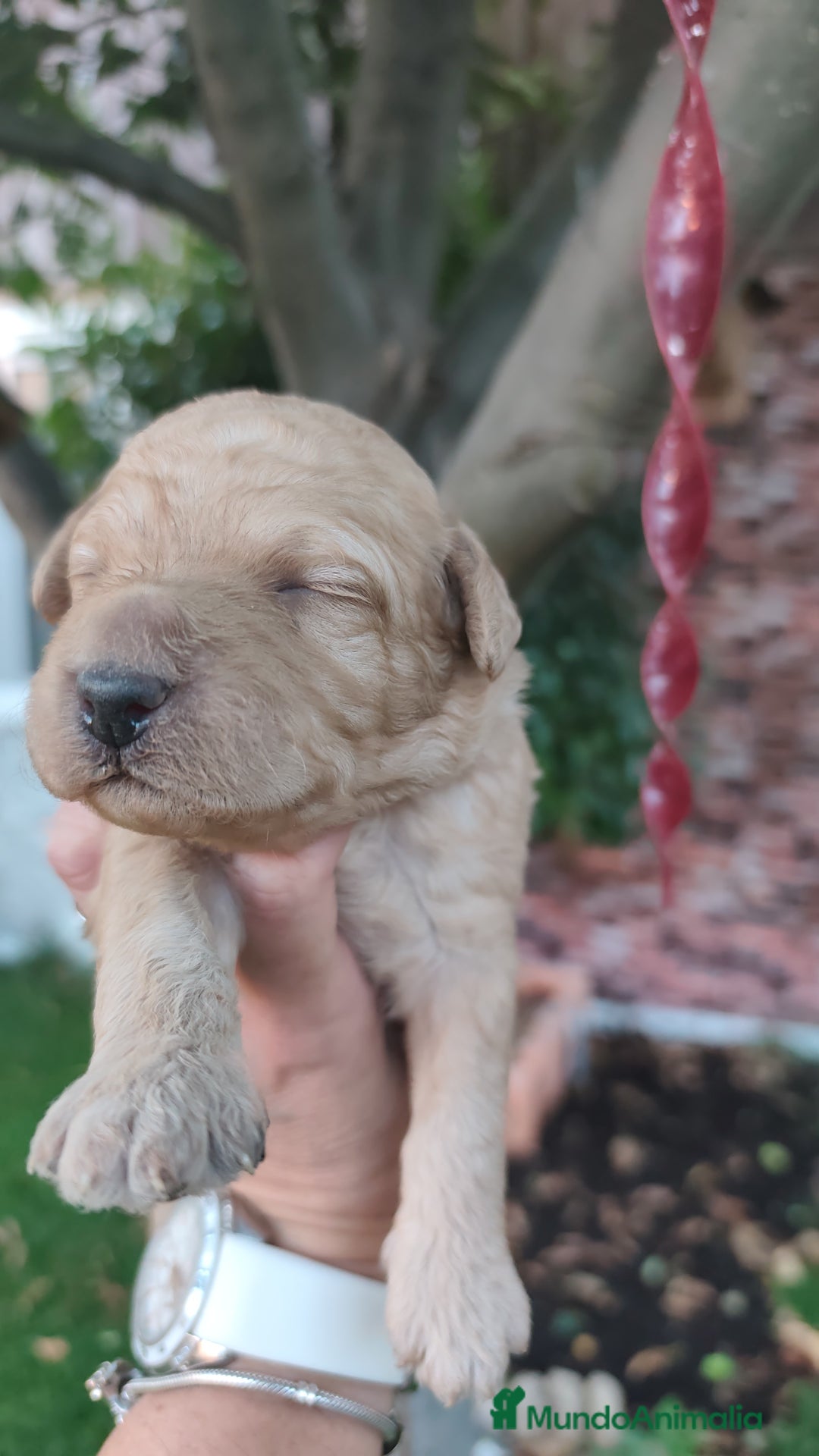 Perro de Agua Español perros en venta: Camada de perros de agua - Imagen 3
