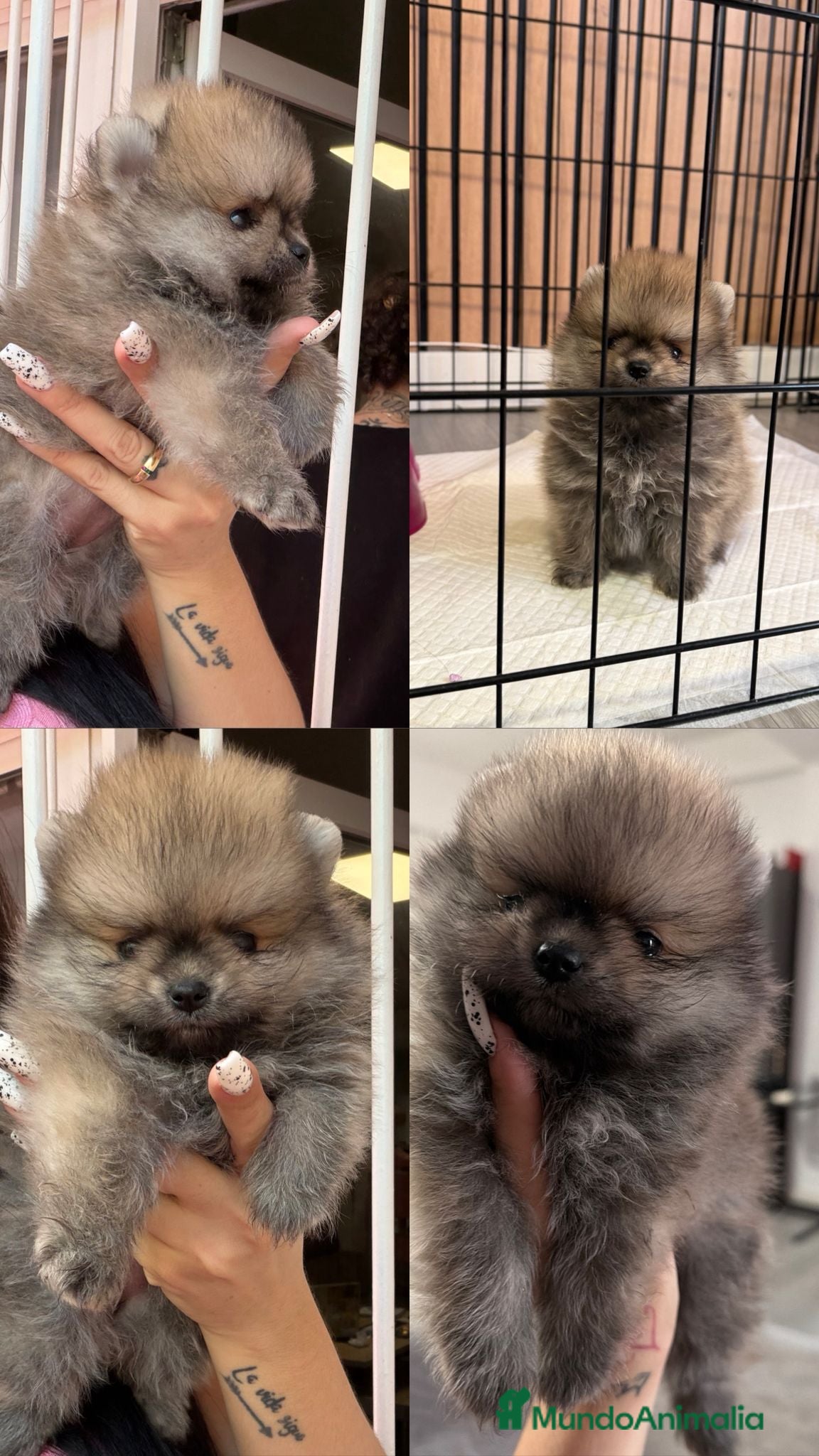 Pomerania perros ‼️‼️POMERANIAS AMERICANOS - Anuncio 3