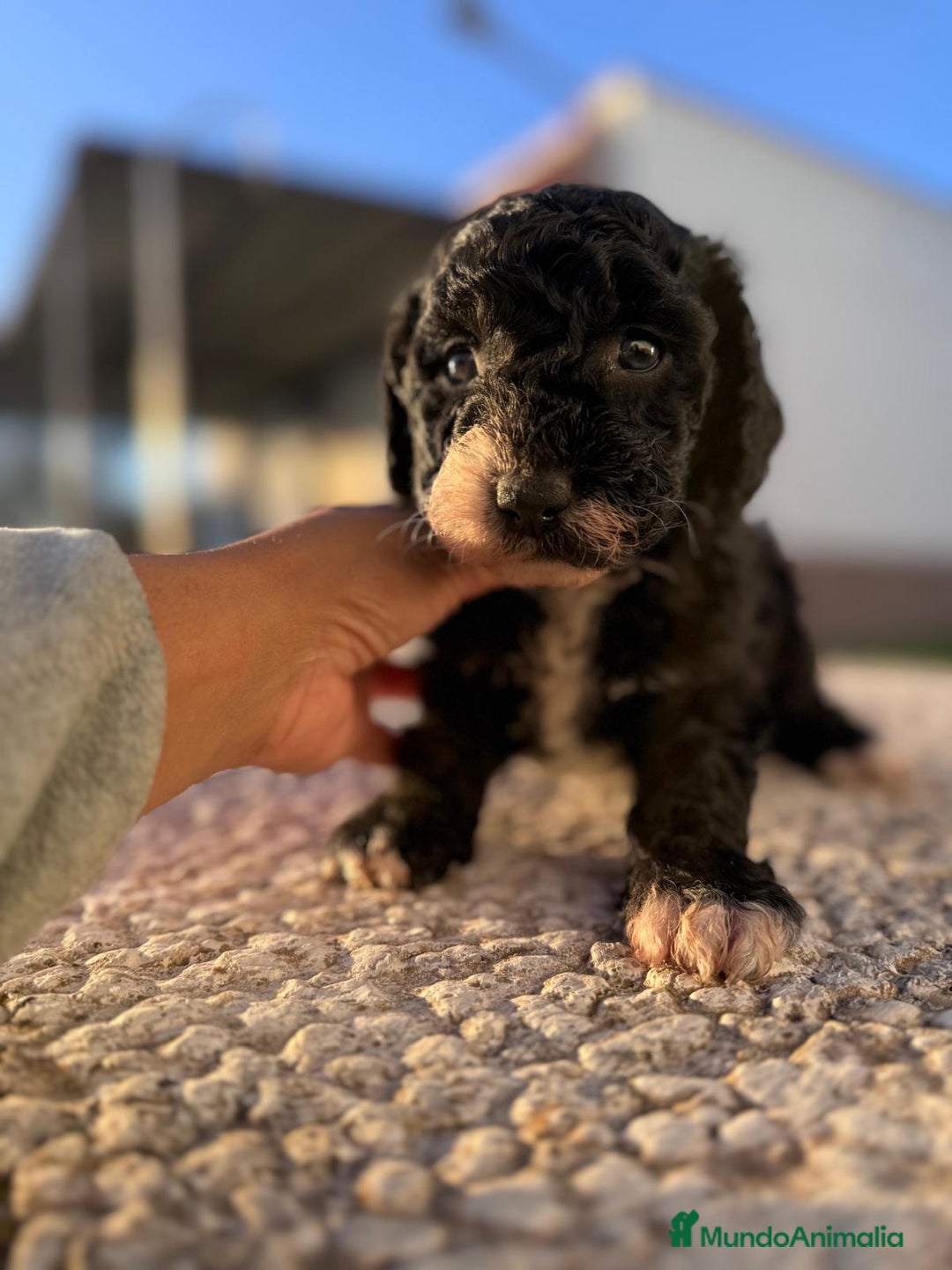 Perro de Agua Español perros en venta: PERRO DE AGUA HEMBRA RABONA - Anuncio 1