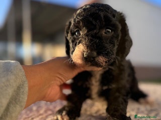 Perro de Agua Español perros PERRO DE AGUA HEMBRA RABONA - Anuncio 1