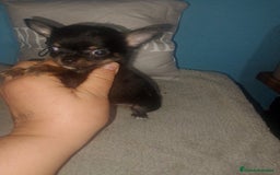 Chihuahua perros en venta: Camada para reservar  - Imagen 1