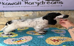 Cocker Spaniel Inglés perros en venta: Cachorros cocker spaniel Inglés listo para entrega - Imagen 4