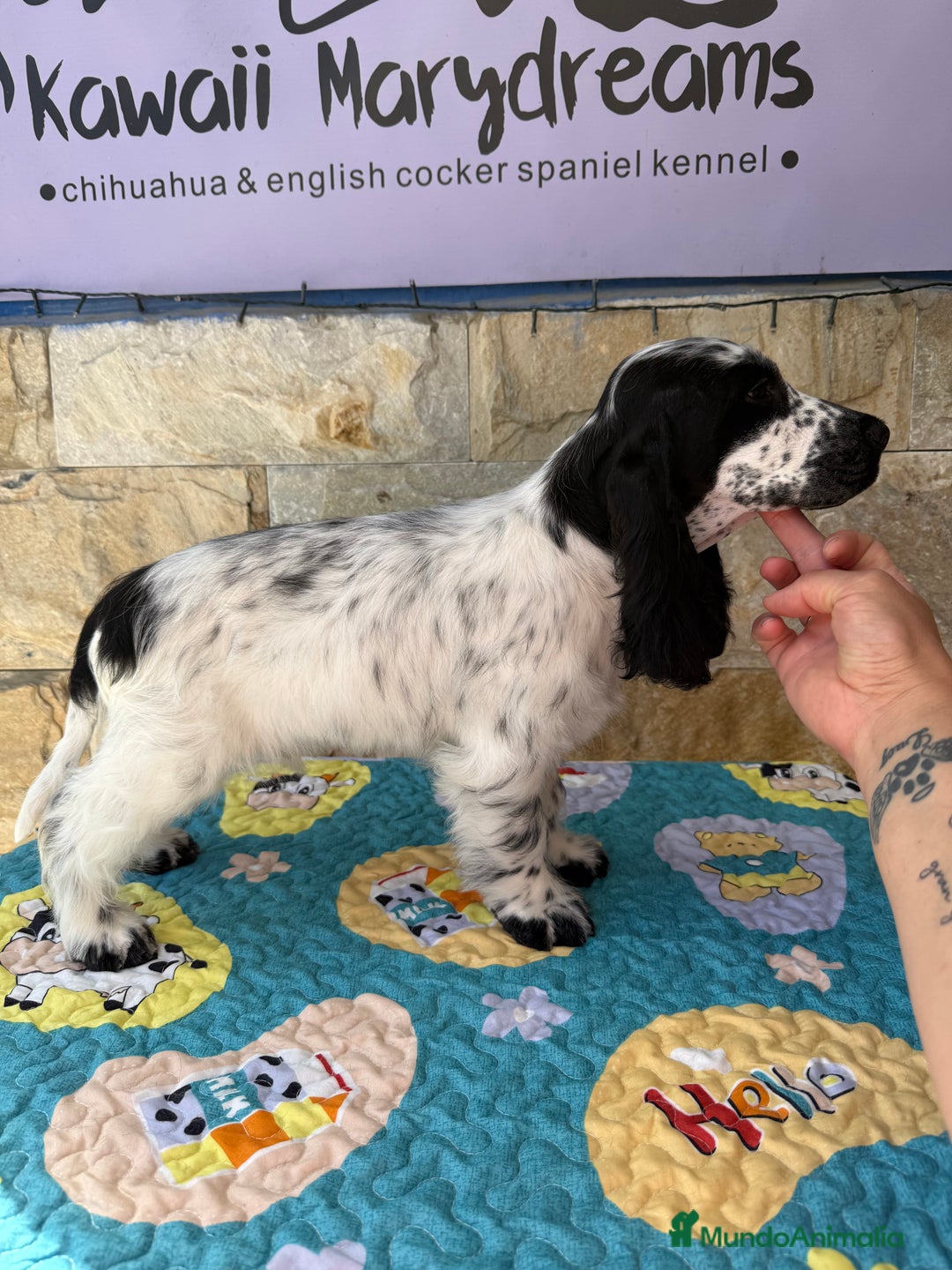 Cocker Spaniel Inglés perros en venta: Cachorros cocker spaniel Inglés listo para entrega - Imagen 4