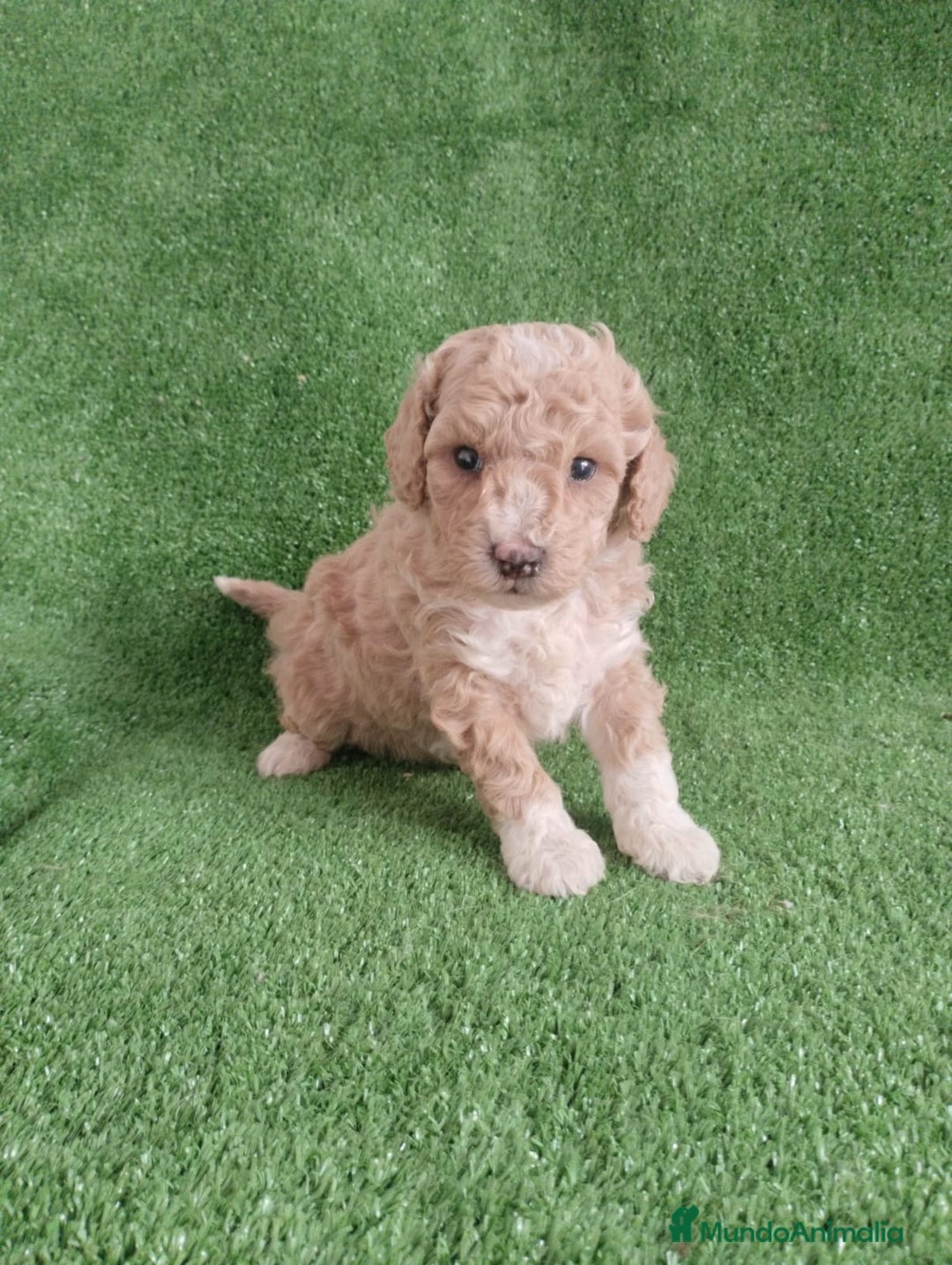 Caniche Toy perros en venta: Caniches toys particolor  - Imagen 7