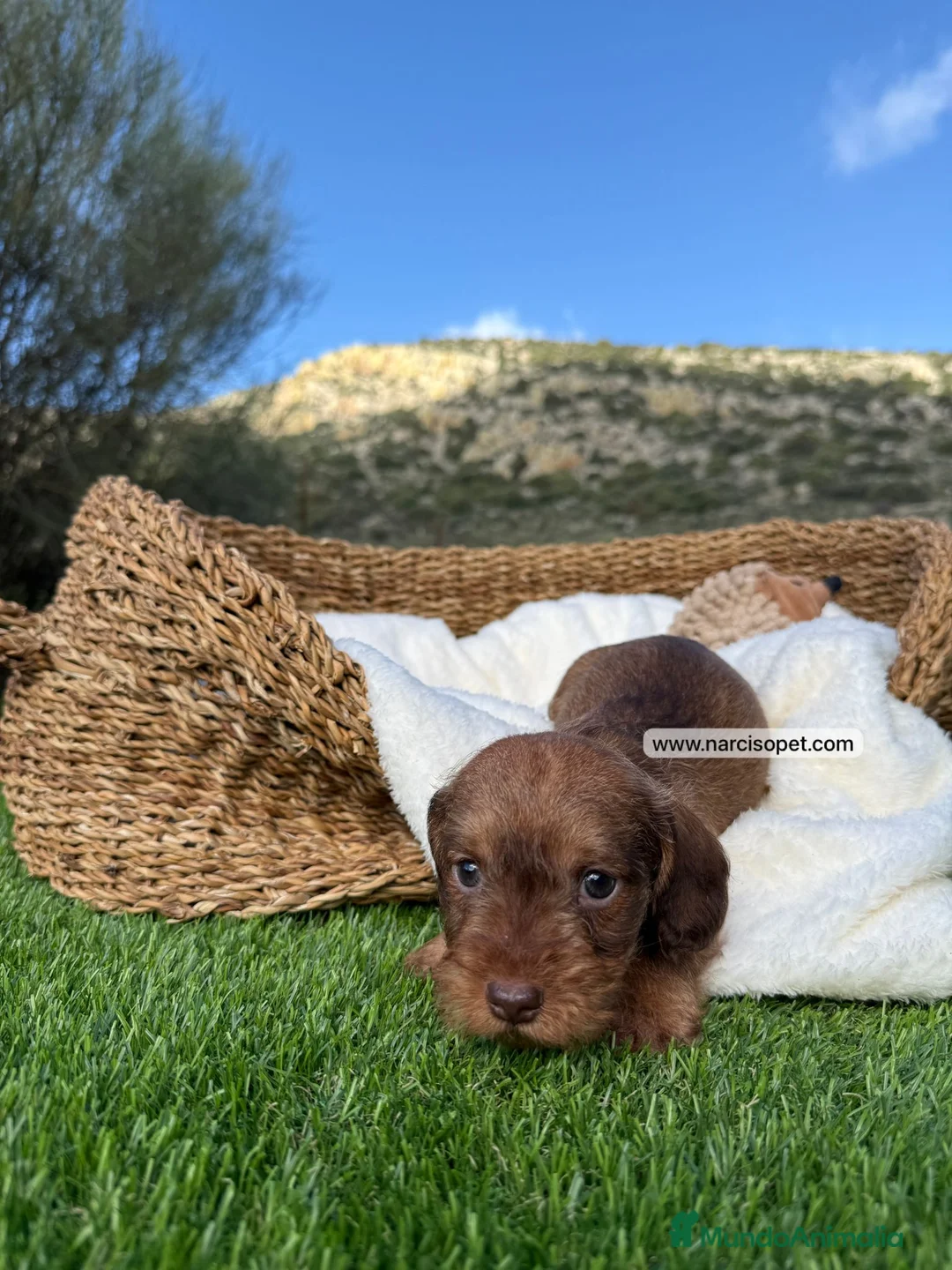 Teckel Miniatura perros en venta: TECKEL PELO DURO MACHO - Anuncio 2