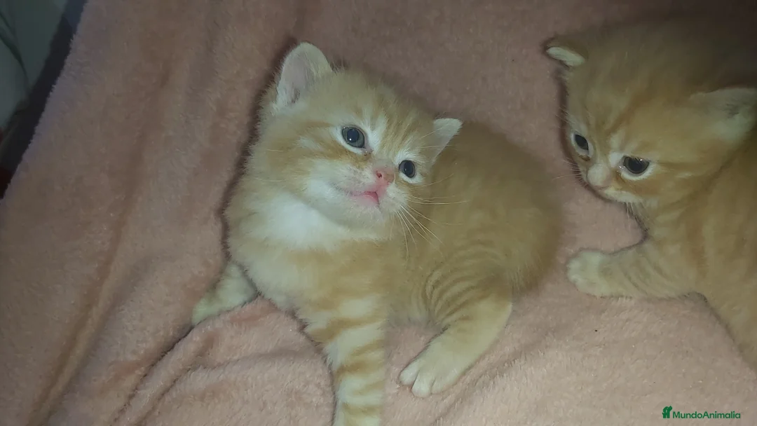 Británico de Pelo Corto gatos en venta: OFERTA POR TIEMPO LIMITADO. 2 gatitos britanicos - Anuncio 2