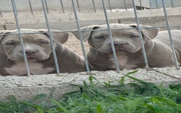 American Bully perros en venta: Cachorros American Bulli  - Imagen 1