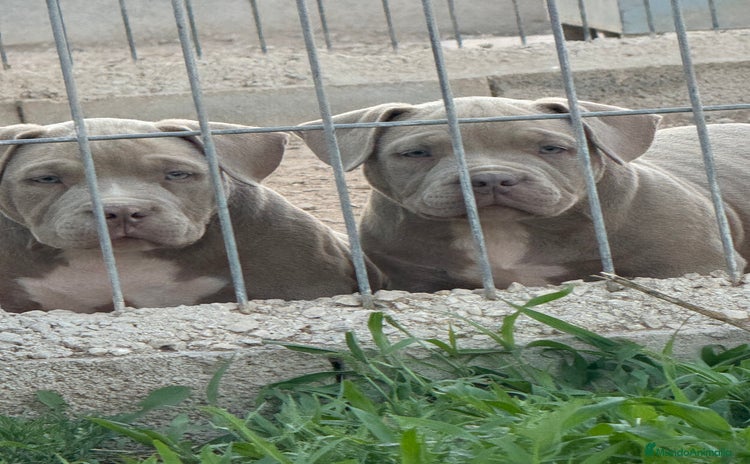 American Bully perros - Anuncio 2