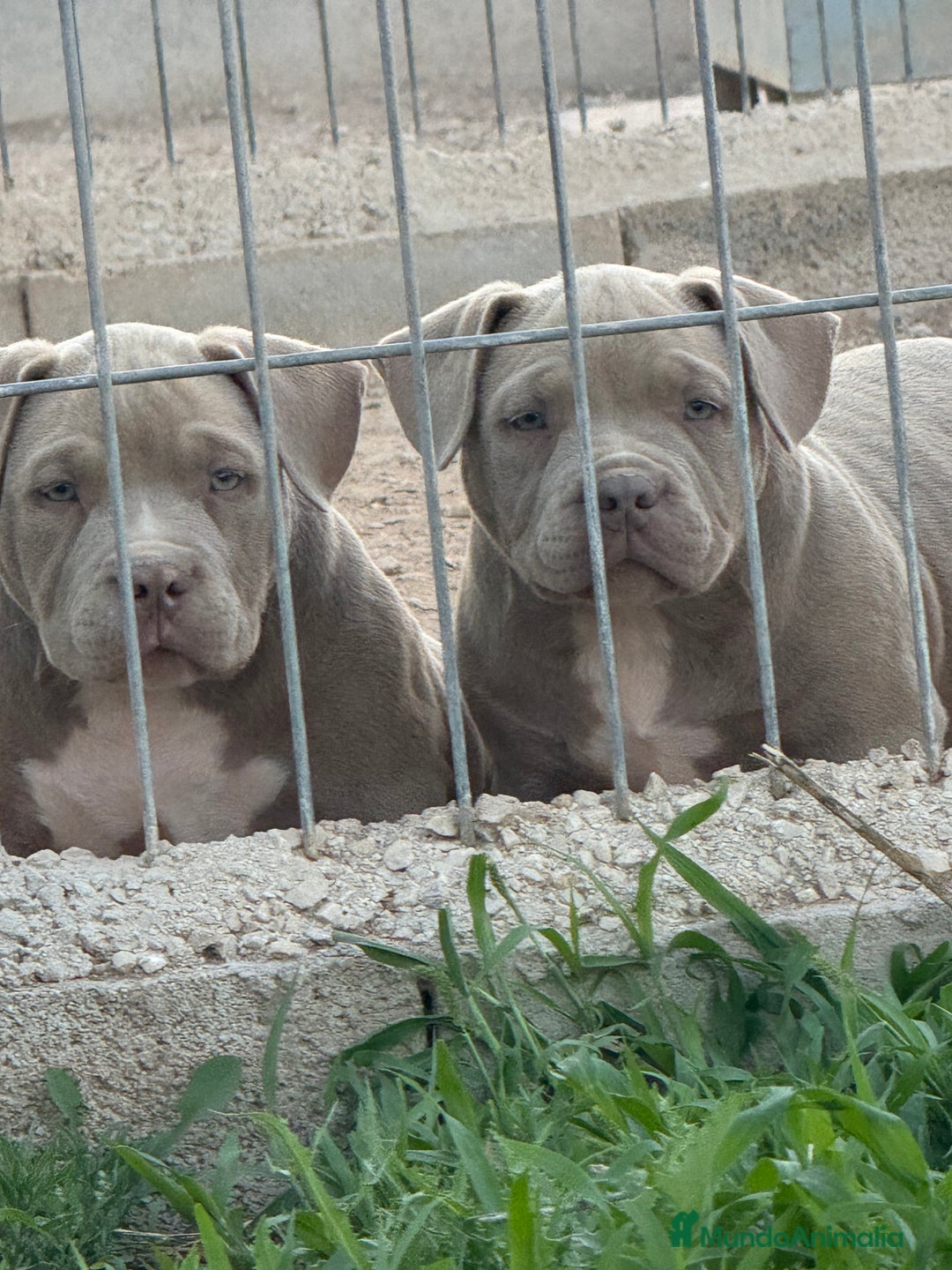 American Bully perros en venta: Cachorros American Bulli  - Imagen 1