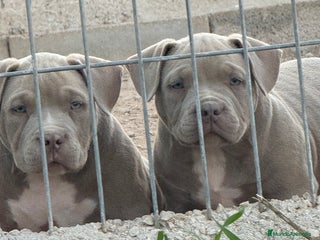 American Bully perros - Anuncio 20