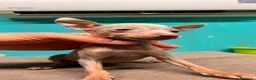 Ratón de Praga perros en venta: Cachorro de ratón de Praga  - Anuncio 18
