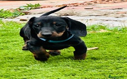 Teckel perros en venta: Cachorritos salchichas miniaturas - Imagen 2
