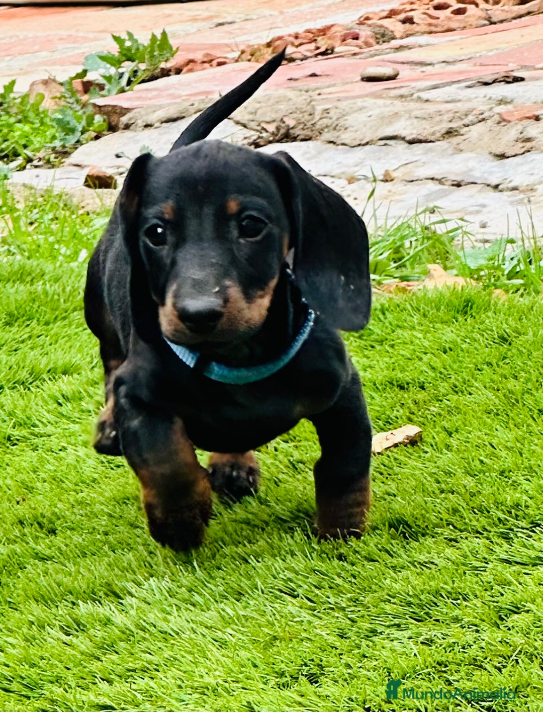 Teckel perros en venta: Cachorritos salchichas miniaturas - Imagen 2