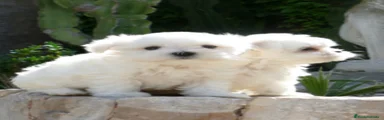 Bichón Maltés 2
