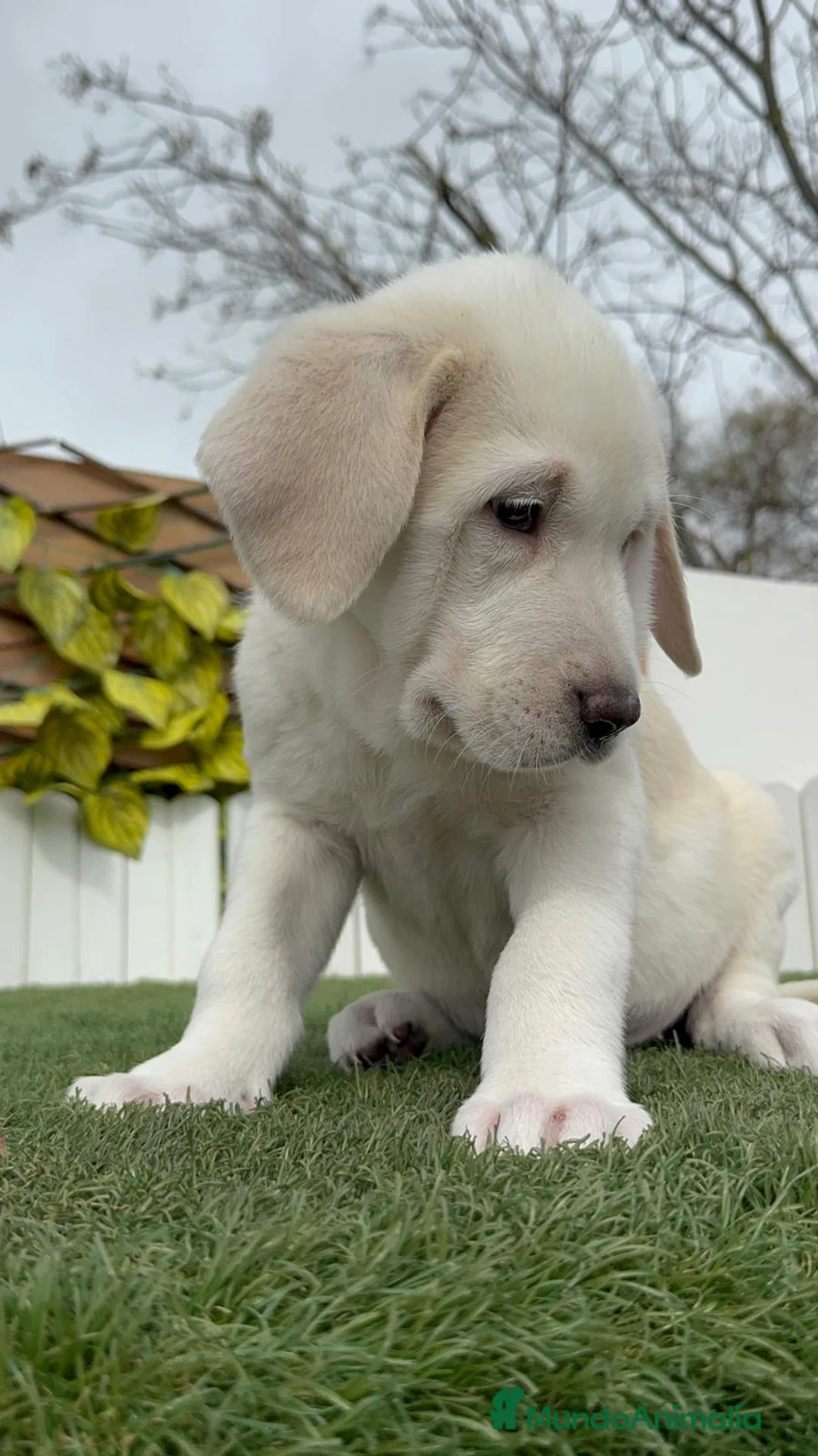 Mastín Español perros en venta: MASTIN ESPAÑOL MACHO - Anuncio 1