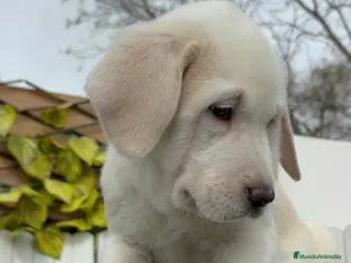 Mastín Español perros MASTIN ESPAÑOL MACHO - Anuncio 1