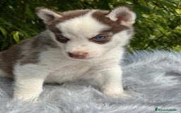 Husky Siberiano perros en venta: Husky siberiano  - Imagen 7