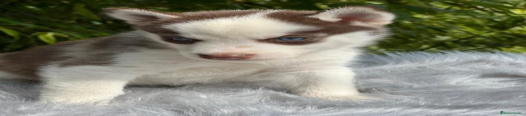 Husky Siberiano Cachorro 5