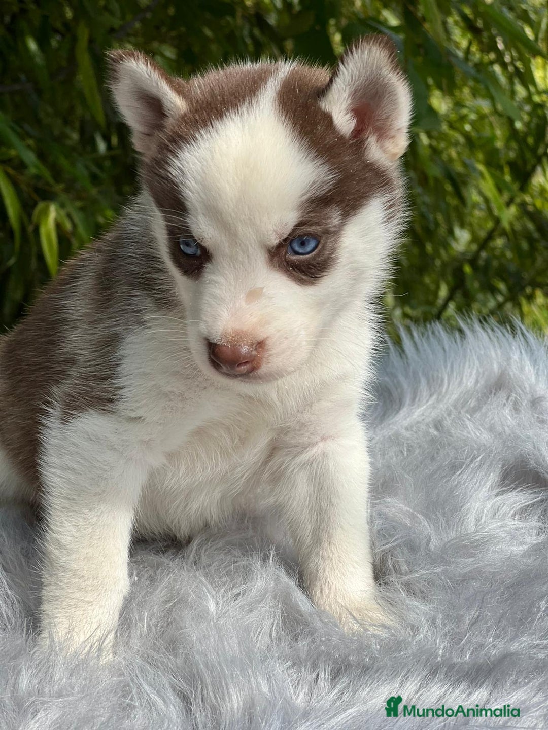 Husky Siberiano perros en venta: Husky siberiano  - Imagen 7