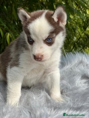 Husky Siberiano Cachorro 5