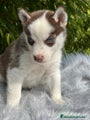 Husky Siberiano Cachorro 5