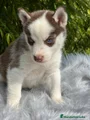 Husky Siberiano Cachorro 5