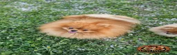 Pomerania perros en venta: Pomeranias calidad excepcional en Málaga - Anuncio 20