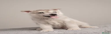 Husky Siberiano 2