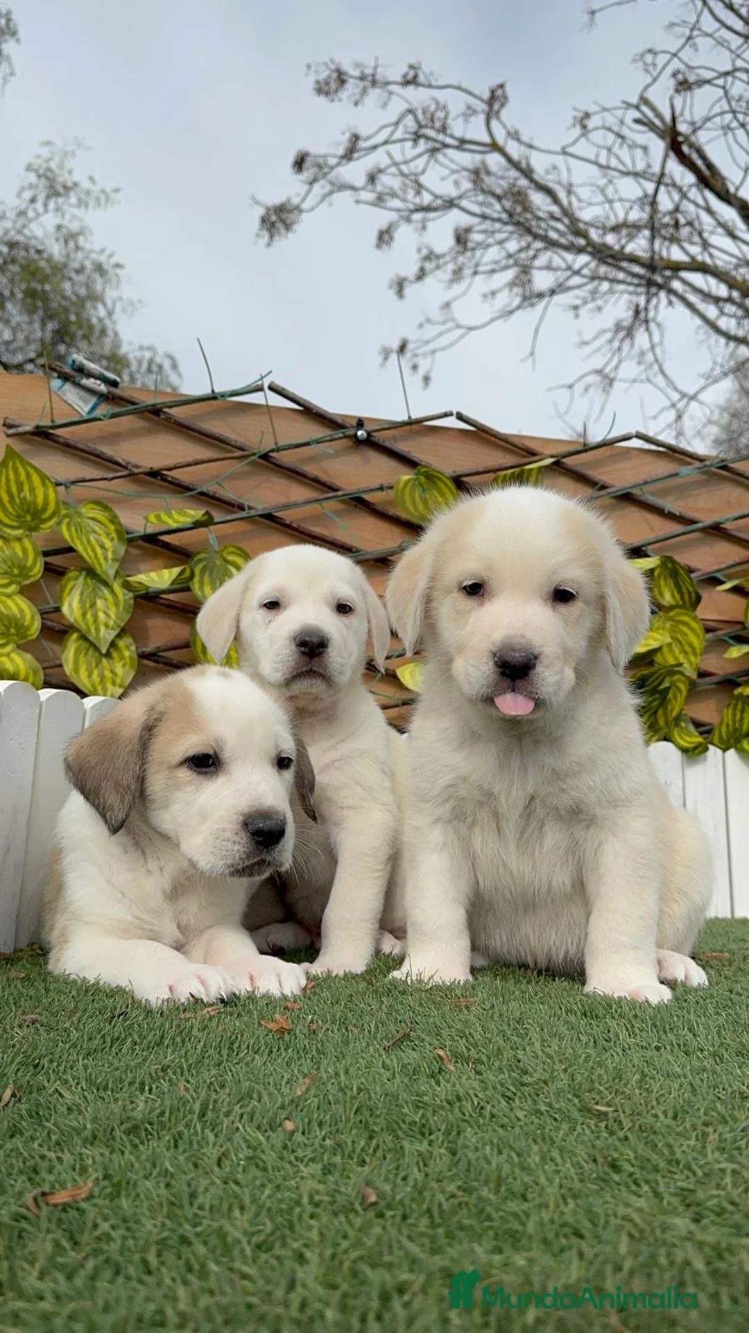 Mastín Español perros en venta: MASTIN ESPAÑOL MACHO - Anuncio 16