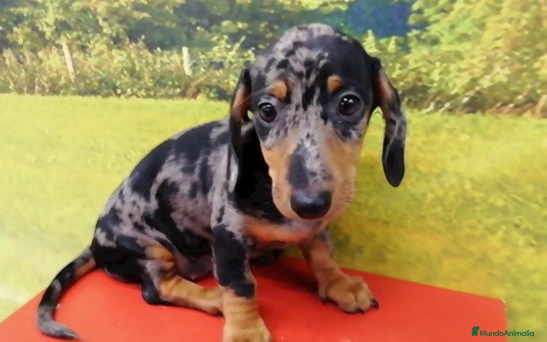 Teckel Miniatura perros en venta: Tequel arlequín - Imagen 3