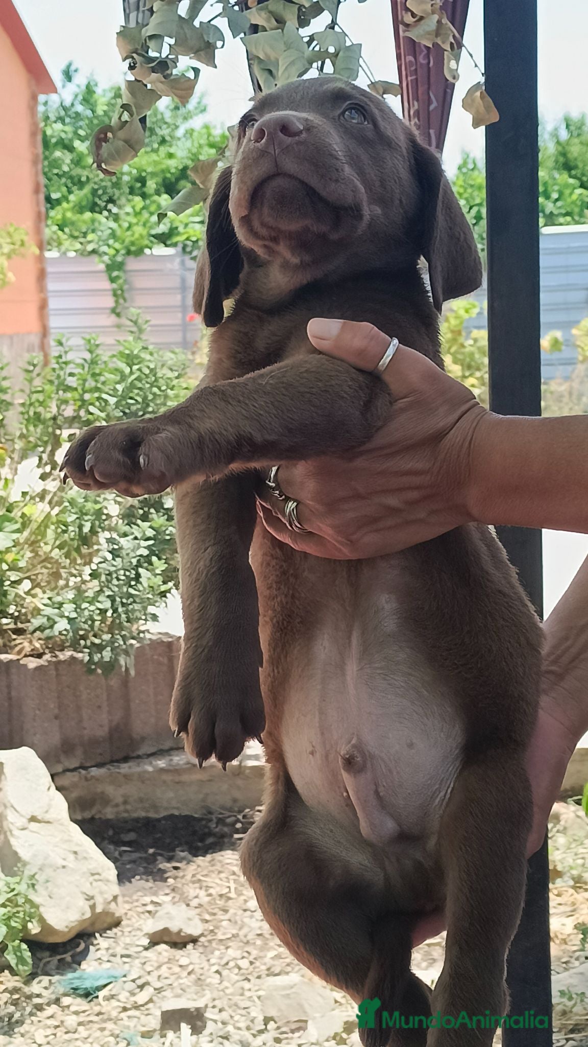 Labrador Retriever perros Último macho chocolate disponible  - Anuncio 1