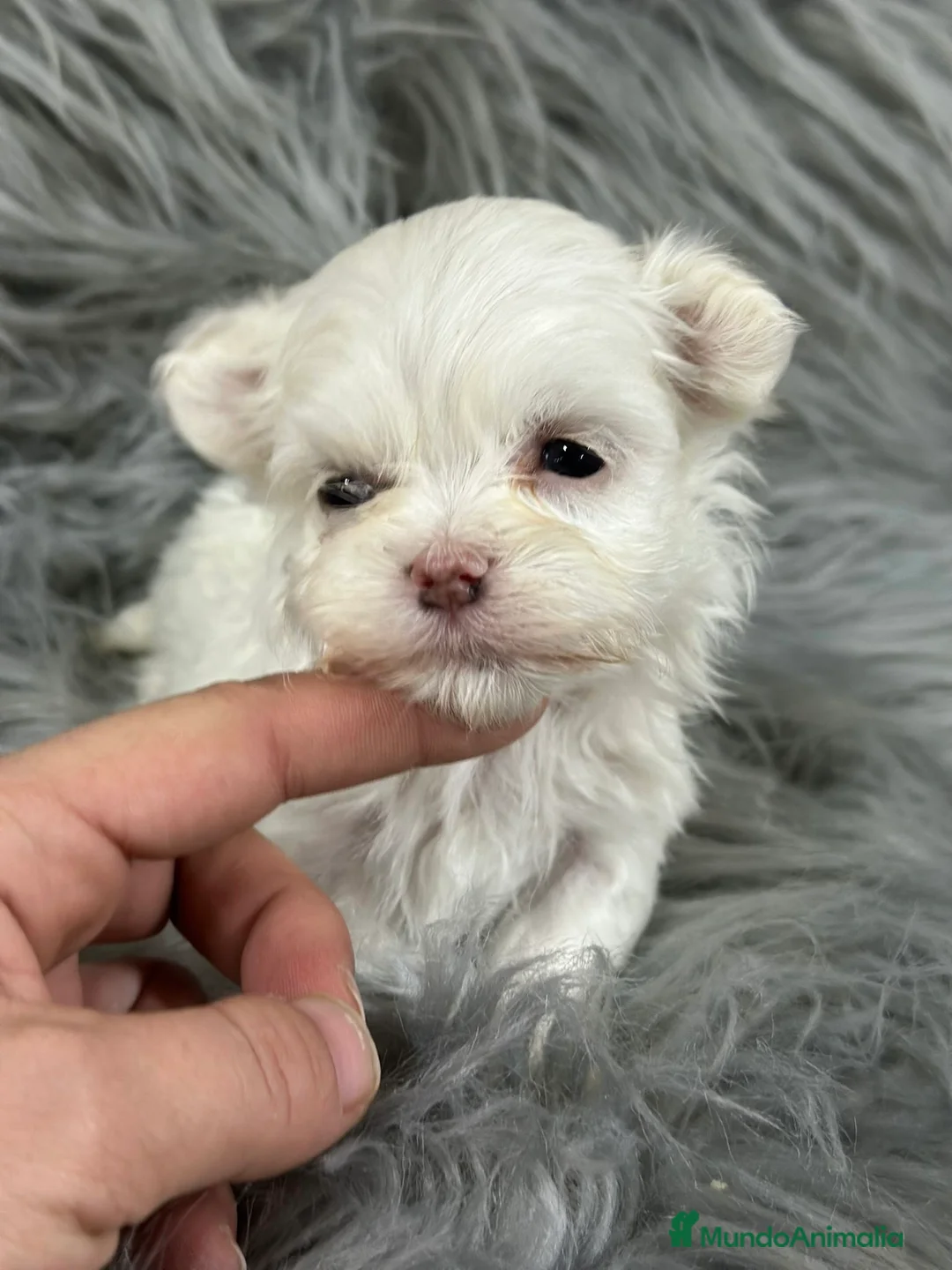 Bichón Maltés perros en venta: Bichon Maltes americano  - Anuncio 1