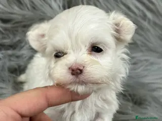 Bichón Maltés perros Bichon Maltes americano - Anuncio 4