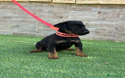 Terrier Alemán de Caza perros en venta: Disponibles cachorros Jagd terrier  - Imagen 2