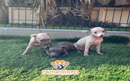 Pequeño Lebrel Italiano perros en venta: Lebrel italiano. Piccolo - Imagen 2