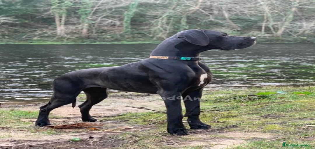 Imagen de galería {{count}}