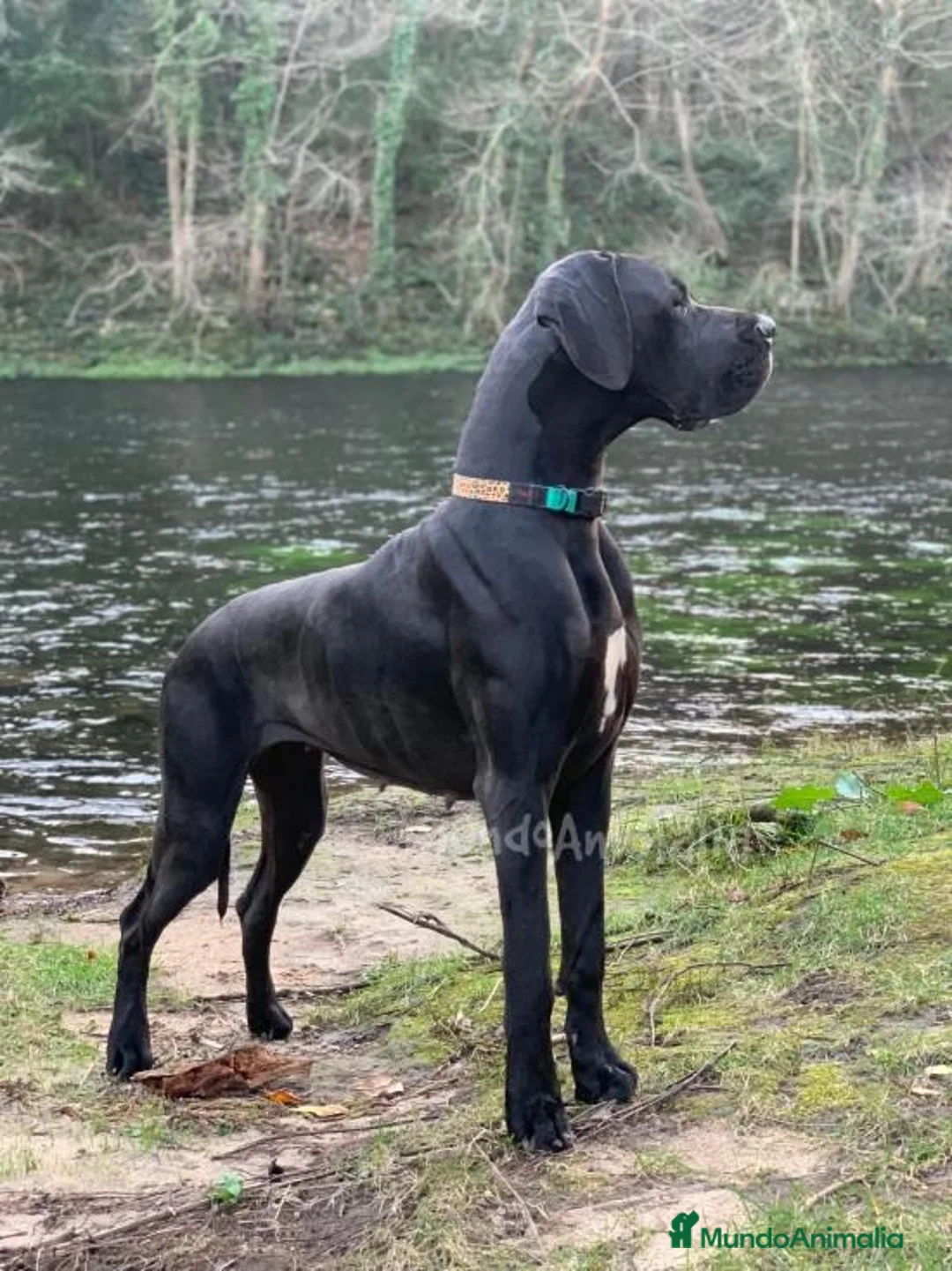 Imagen de galería {{count}}