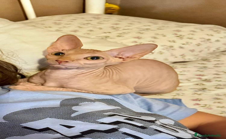 Sphynx gatos - Anuncio 1