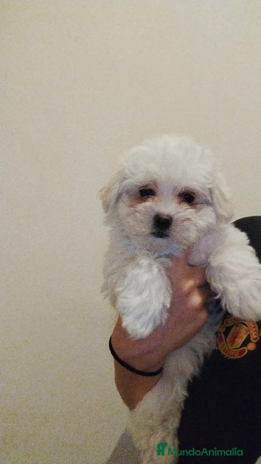 Bichón Maltés perros en venta: Preciosos cachorros maltés  - Anuncio 7