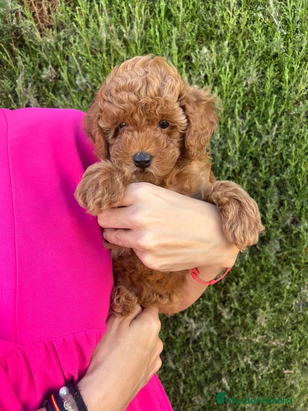 Raza Mixta perros en venta: caniche  - Anuncio 6